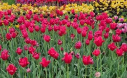 태안 튤립 축제(2025) 일정 맛집 추천관광지 관련 사진