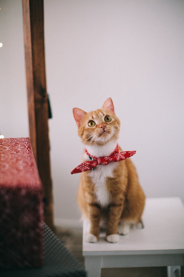 고양이-꿈-해몽-정리