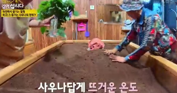 편백나무-톱밥-발효사우나