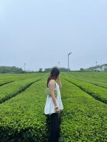 제주 오설록 티뮤지엄 관람 팁과 근처 카페 안내_2