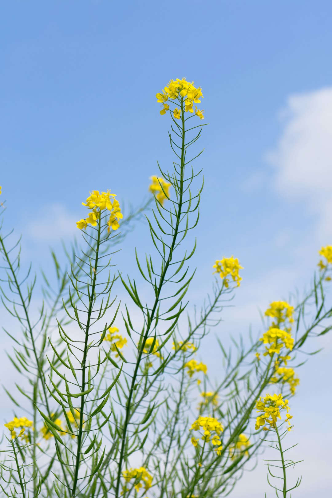 2024 유채꽃 개화시기