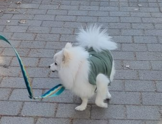 폼피츠 토토사진 3