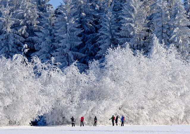 겨울여행,겨울나무