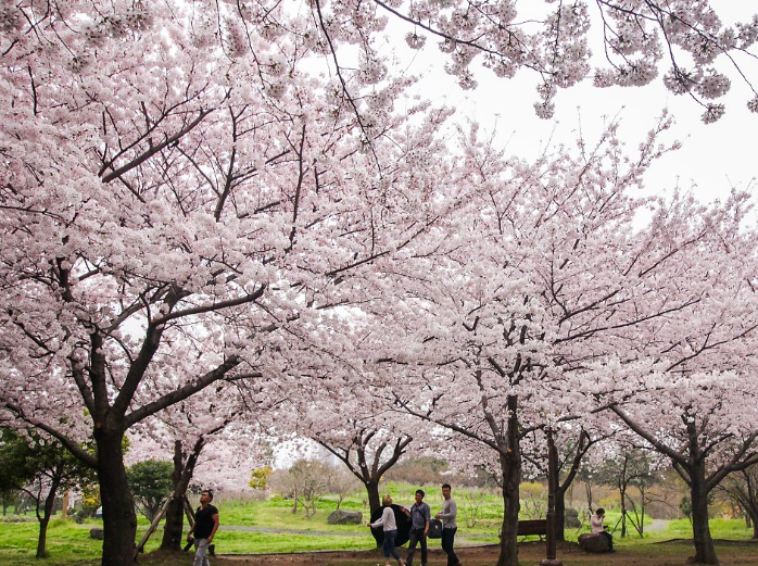 제주 왕벚꽃축제