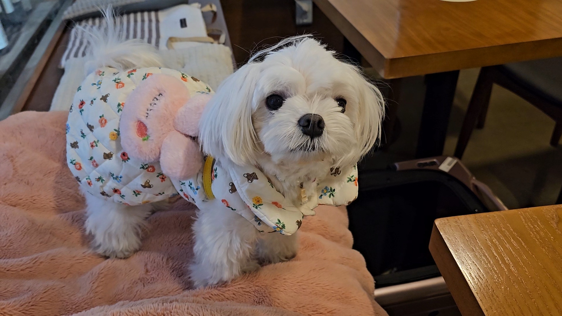 태평하개 - 애견과 함께하는 술집