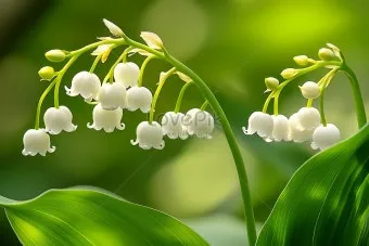 은방울꽃 꽃말 봄 꽃 꽃말 모음_16