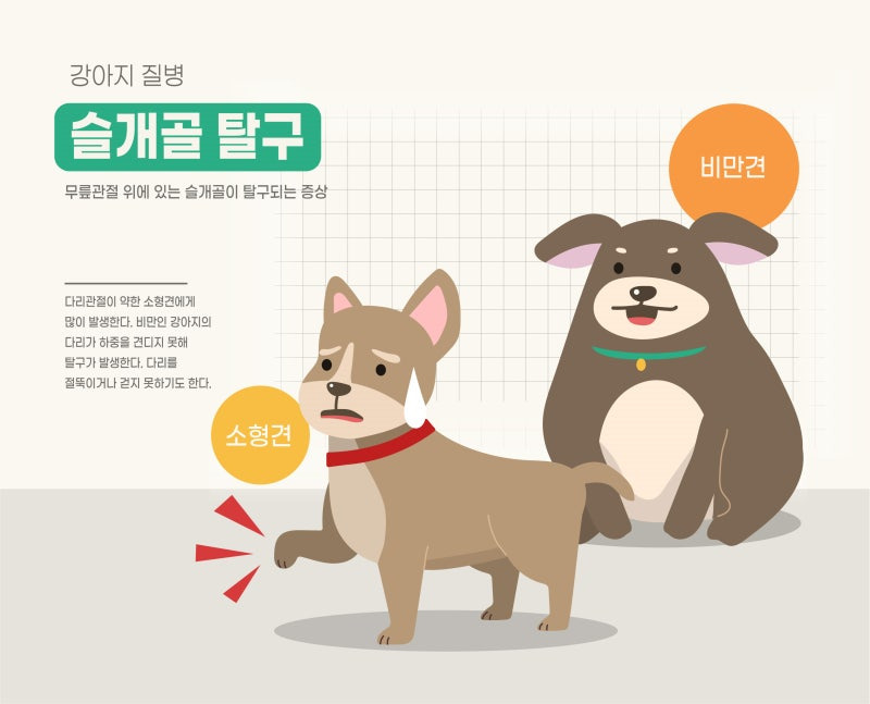 강아지슬개골