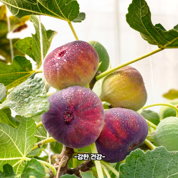 무화과 재배방법