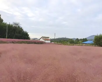 고창 핑크뮬리 축제_6