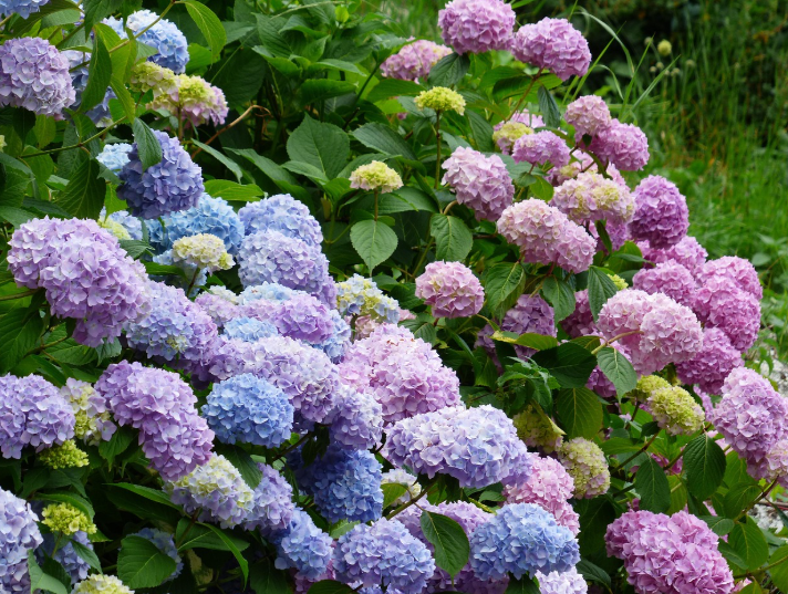 전국 수국 명소 총정리! 6월 인생샷 스팟 추천🌸