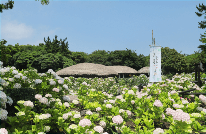 제주민속촌 수국축제 일고 가기