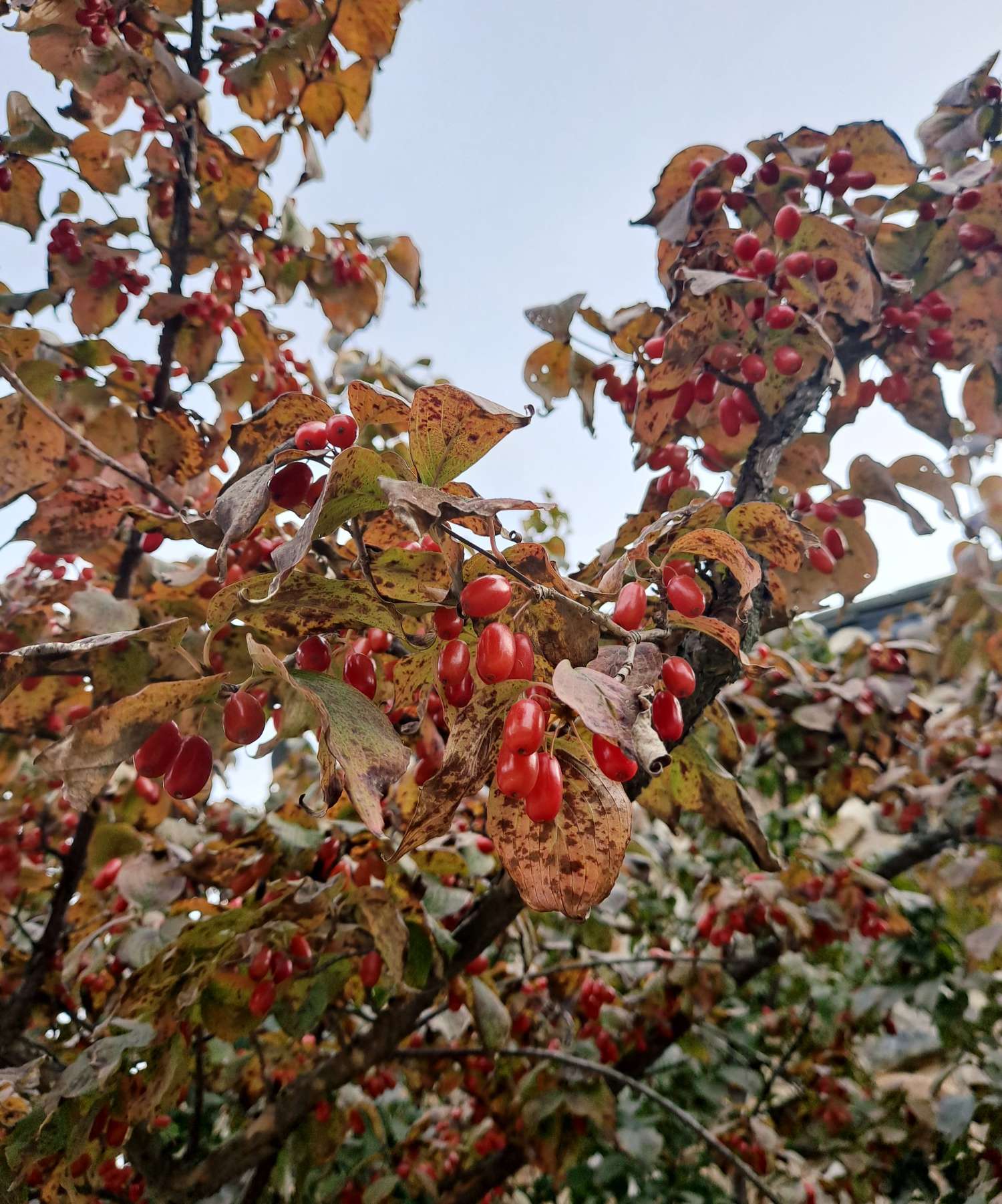 전등사 산수유 열매