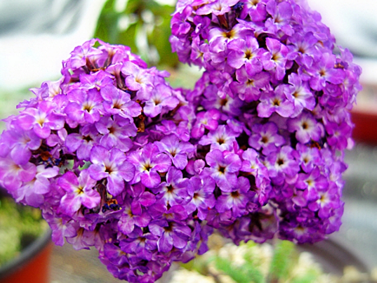 자주색 꽃의 헬리오트로프