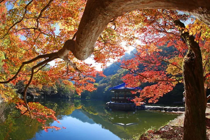 내장산 단풍 명소 단풍시기 산책로 사진스팟 한눈에_6