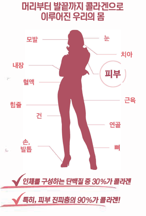 피부콜라겐