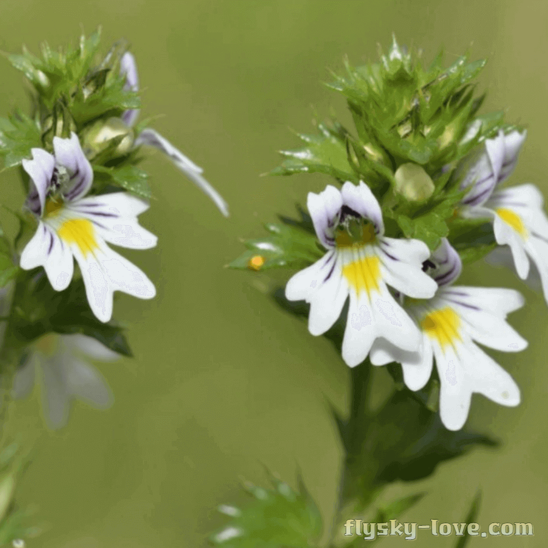 아이브라이트 활용법