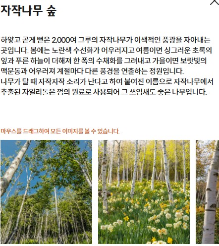 수선화 축제