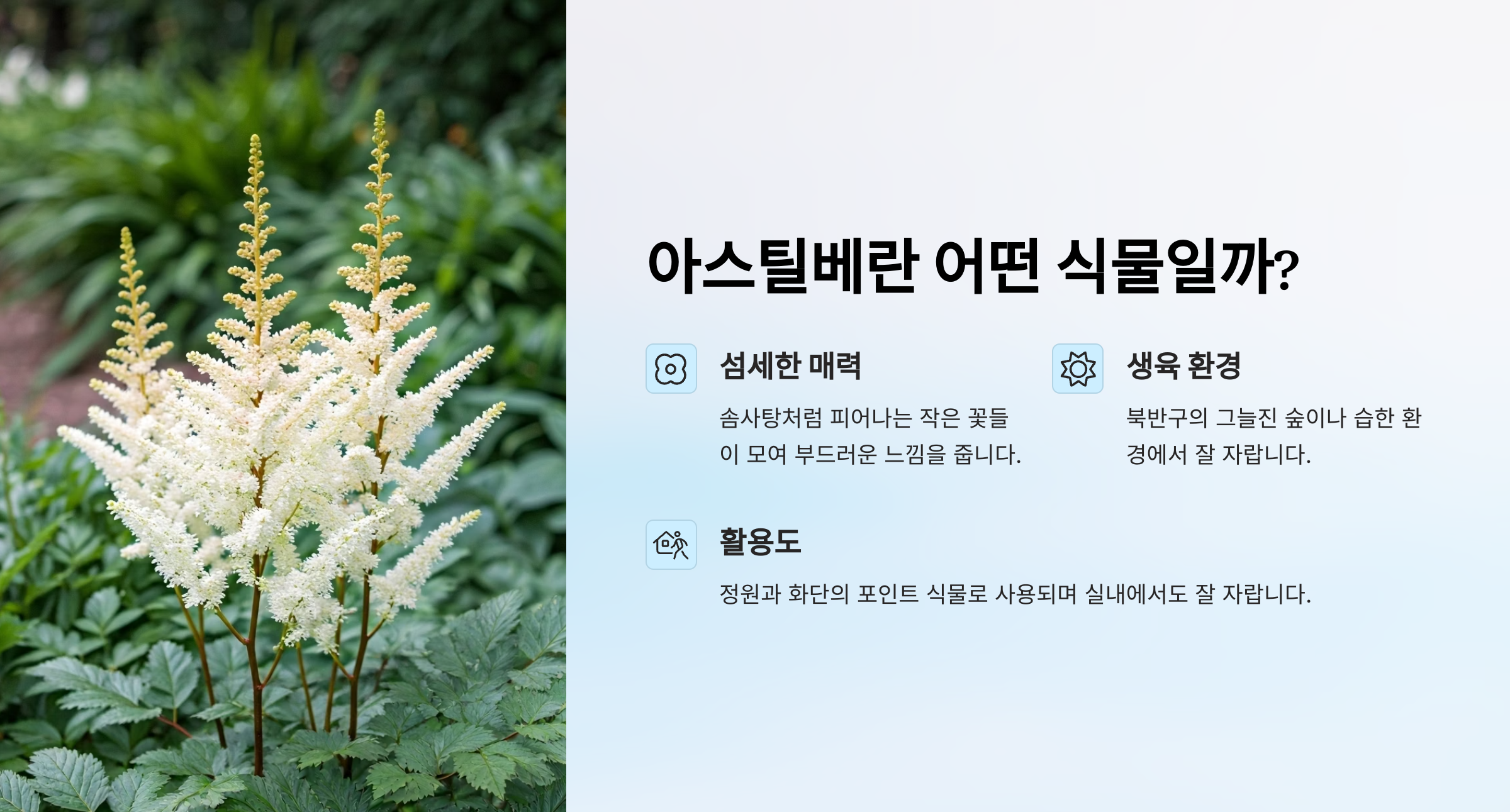아스틸베