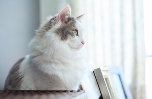 먼곳을 보는 고양이