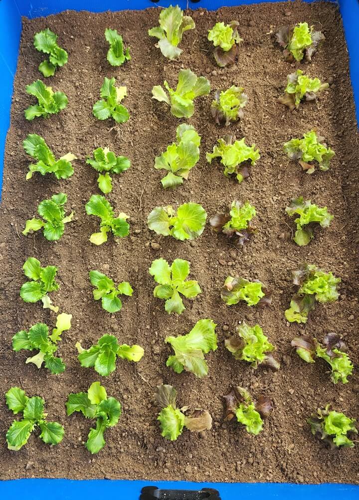 상추 모종 3종 심었음