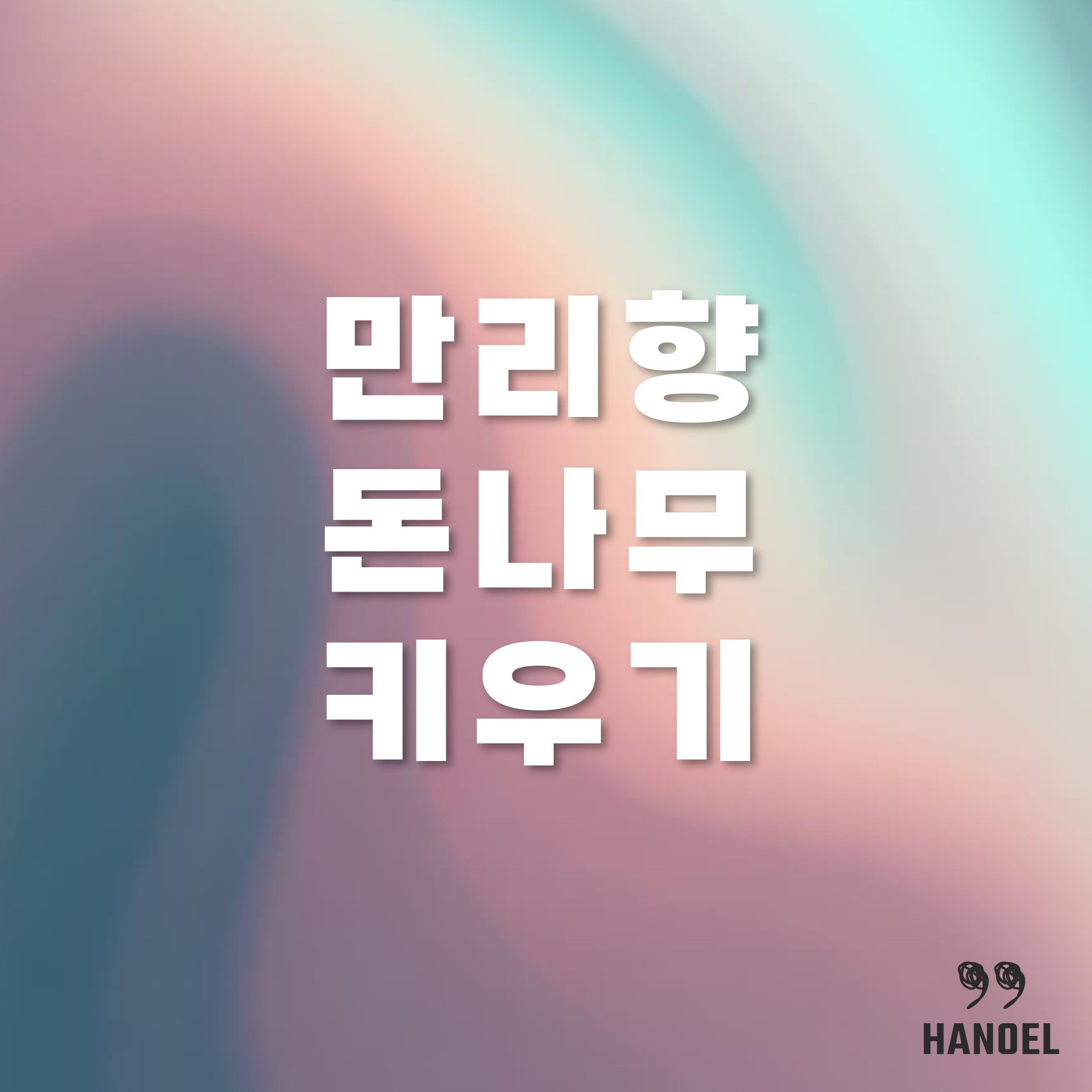 만리향 돈나무 키우기