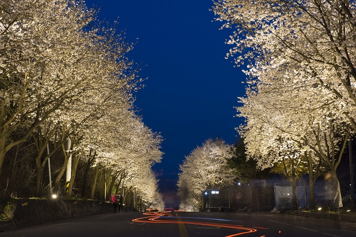 여주 캠핑주막 벚꽃 경기도 벚꽃 명소 원주 벚꽃 서울근교 벚꽃 이천 벚꽃 여주 벚꽃축제 서울 근교 벚꽃 명소 여주흥천남한강벚꽃축제 여주 벚꽃 여주 벚꽃 축제 여주 벚꽃길 여주 벚꽃 개화시기 여주 벚꽃 명소 여주 벚꽃잔치 여주 벚꽃놀이 여주 흥천 남한강 벚꽃 축제 여주 흥천 남한강 벚꽃 여주 신륵사 벚꽃 여주 남한강 벚꽃 여주 흥천 남한강 벚꽃 축제2019 경기도 여주 벚꽃