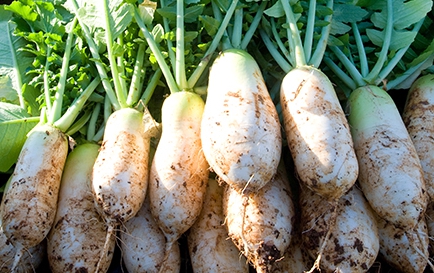 설사에 좋은 음식