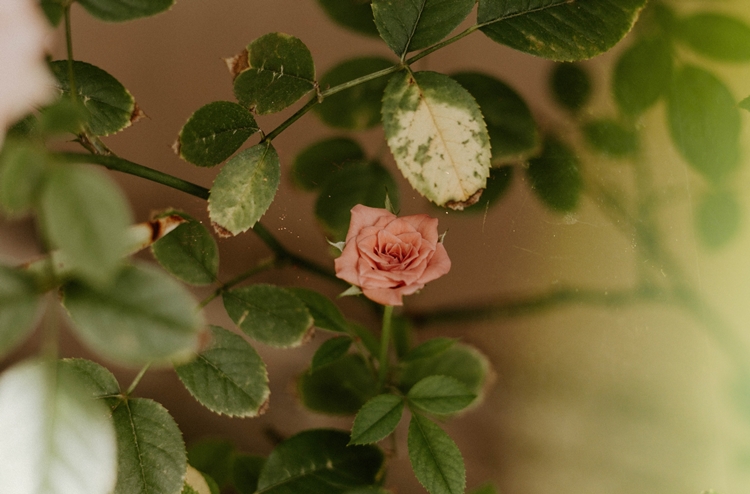 광량이 부족한 미니장미