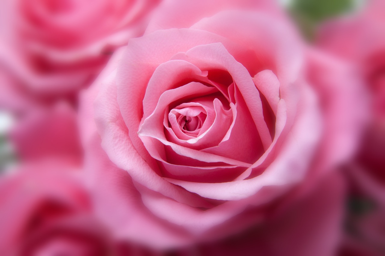 곡성장미축제