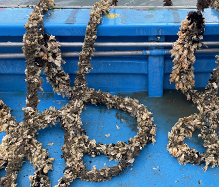 수산대전 상품권 구매