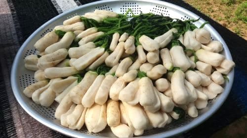 알타리김치-담그는법-다듬기-손질하기-절이기