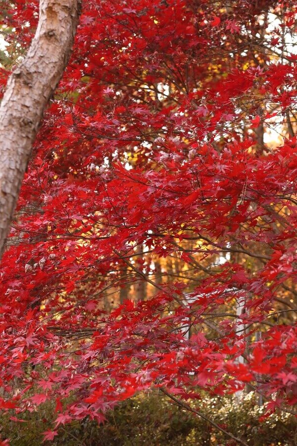 대구 가볼만한 단풍 여행은 어디일까? 대구 단풍 여행 총정리!