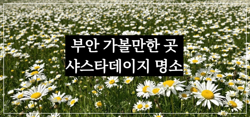 전북 부안 변산 마실길, 송포항 샤스타데이지 명소