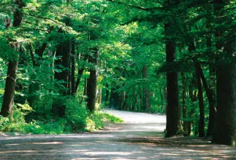 걷기 좋은 명품 숲길 50선 전국 서울 경기_8