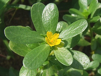 가을에 피는 꽃 쇠비름