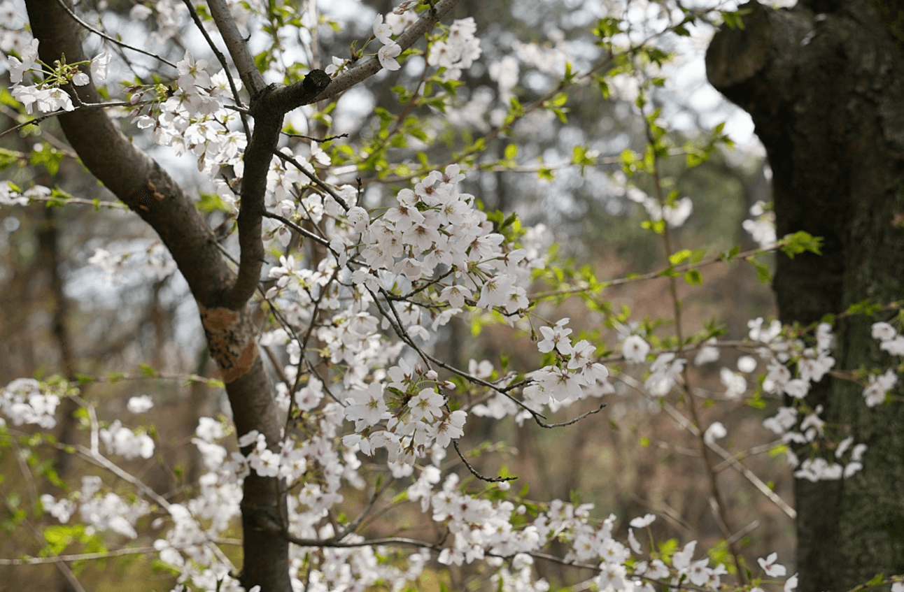 경주 벚꽃 개화시기