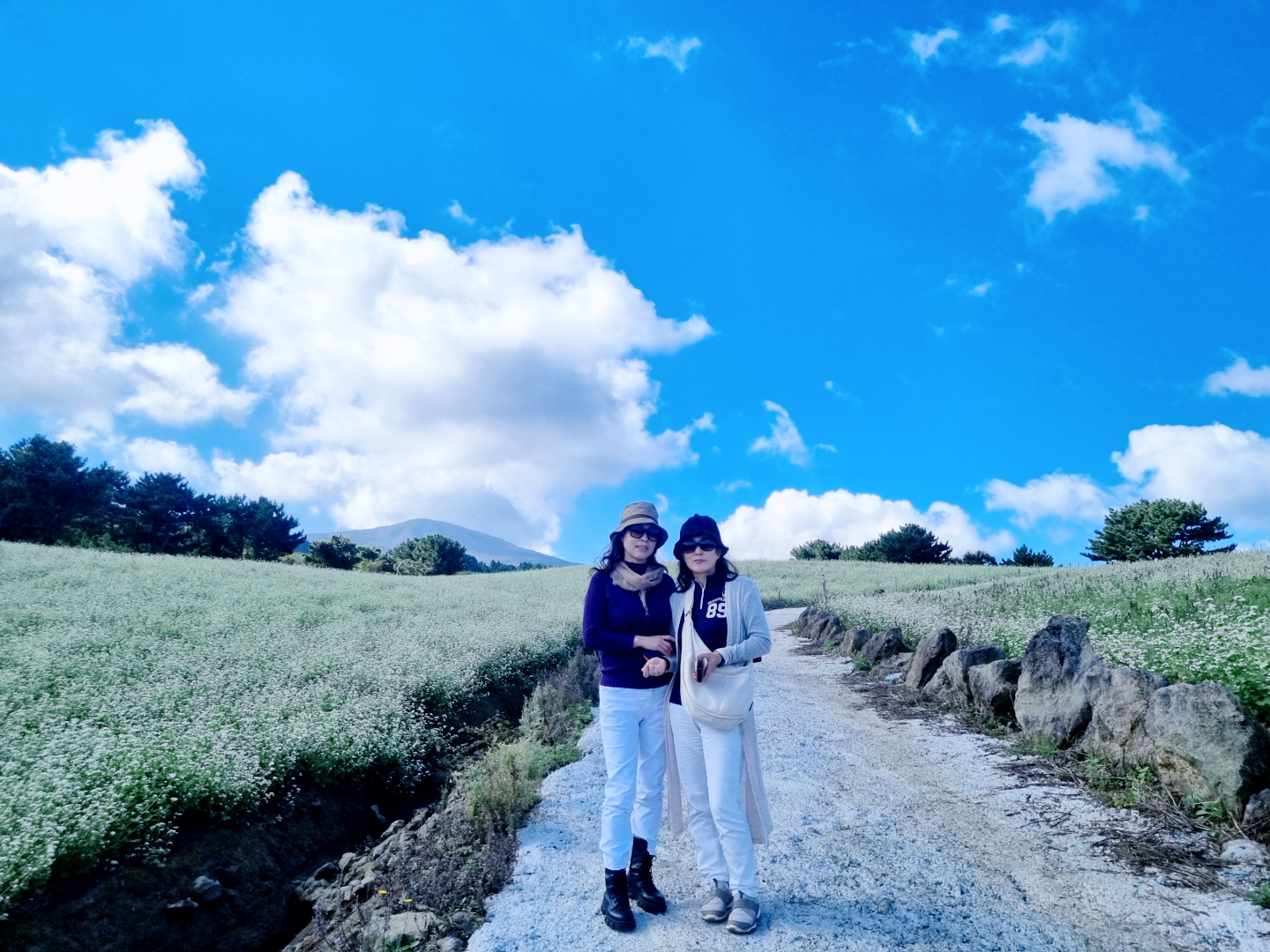 오라동 메밀꽃밭