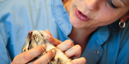 병원에 있는 고양이.