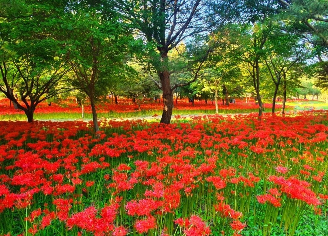 함평 용천사 상사화축제