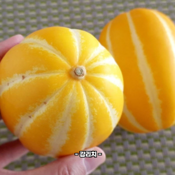 참외껍질 음식물쓰레기 인가요