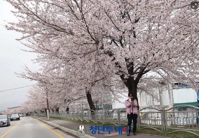 남대천 벚꽃길