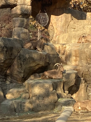서울대공원 동물원 바바리양