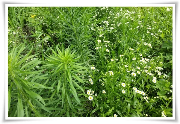 "망초와 개망초를 아시나요?" 자연의 보물, 그 놀라운 비밀!