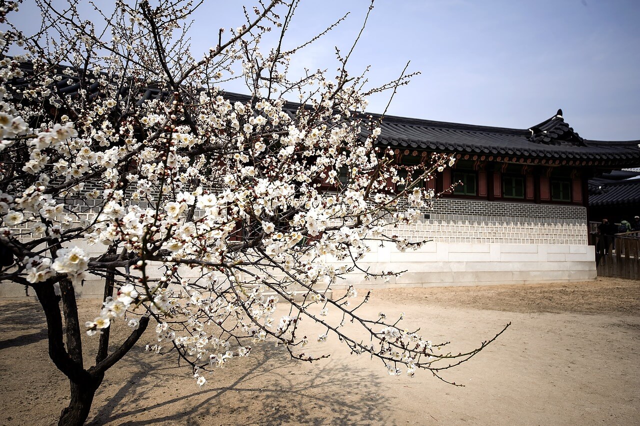3월에 꼭 가봐야 할 매화 축제 베스트 5 🌸
