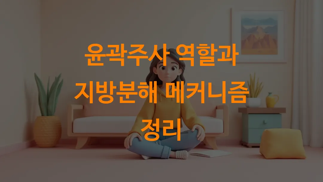 윤곽주사 역할과 지방분해 메커니즘 정리