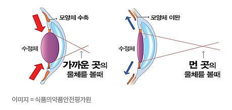 수정체 모양체근 조절