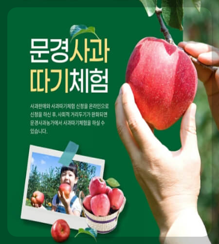 문경사과축제 사과따기 체험