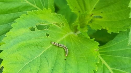 잎들깨-재배-병충해-충해-잎들깨말이명나방-거세미나방-점박이응애-발생시기-증상-방제법