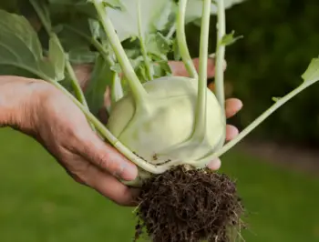 콜라비 효능 및 영양성분&amp;#44; 가격과 먹는법