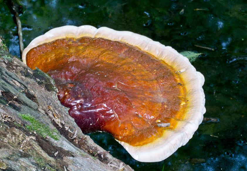 접시처럼 생긴 버섯